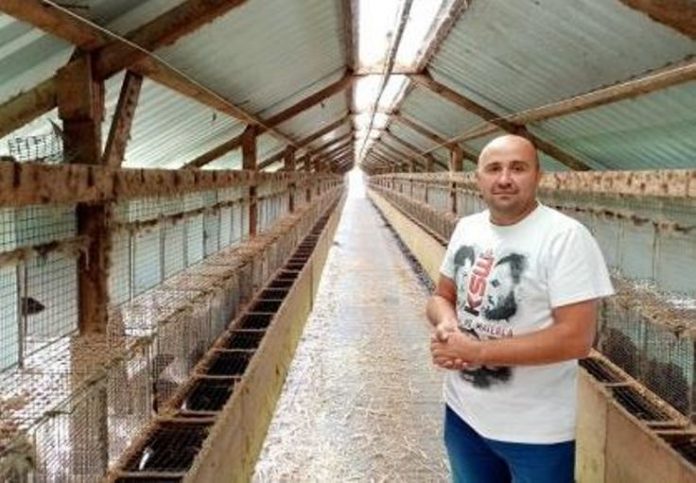 hodowca-norek-M-Ulfik